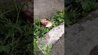 Snails walking on wild grass