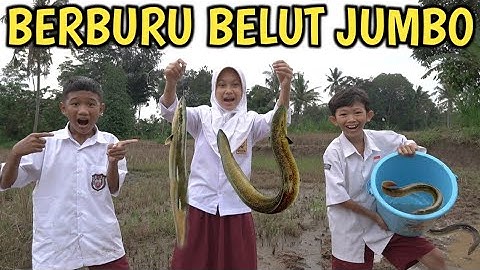 BERBURU BELUT JUMBO DI SAWAH BARENG DESMA