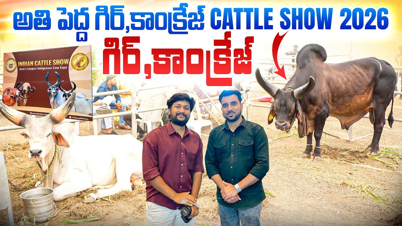 దేశీ ఆవులు, ఎద్దులు దుమ్ము రేపిన గుజరాత్ క్యాటిల్ షో || Asia’s Biggest Cattle Show in Gujarat