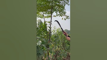 Tôi làm con dao quắm phát rẫy bằng thép chốt xích xe tăng chặt cây như chặt chuối vậy