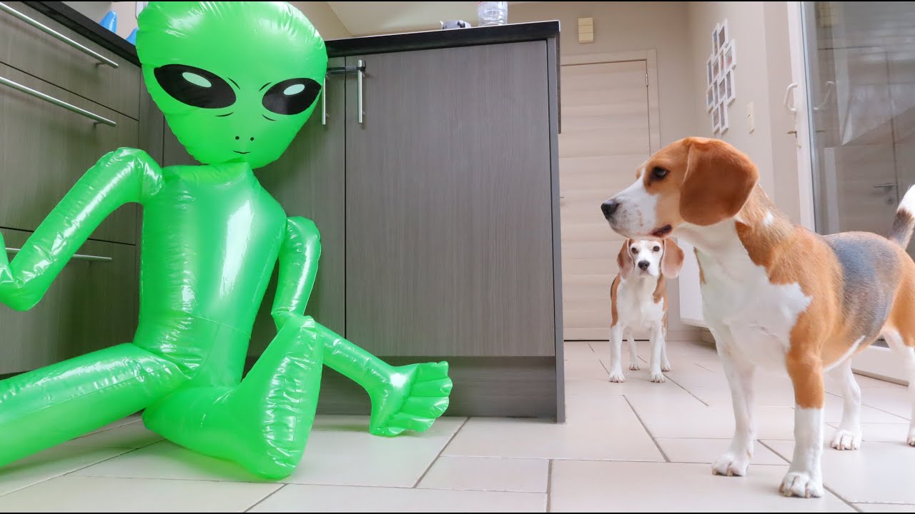 Funny Dogs Pranked By ALIEN!