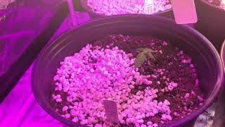 S2 E3 grow update!