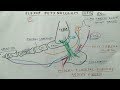 Flexor retinaculum of Leg 👢👢