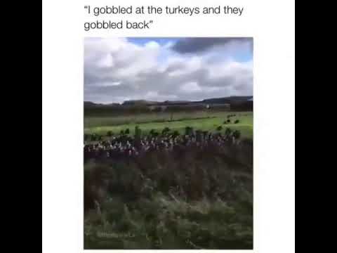 he-gobbled-at-turkeys,-and-they-gobble-back-at-him...