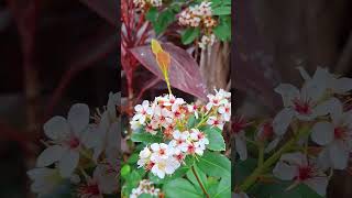 Raphiolepis Indicaornamental Plantsornamentalplants kapacis