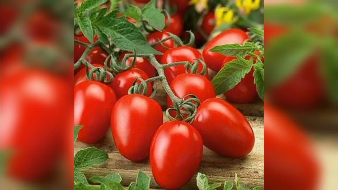 томат турецкий сверхранний. семена томат турецкий стелющийся. турецкие сорта томатов характеристики. томат турецкий сверхранний ф1. томат турецкий ультраранний.