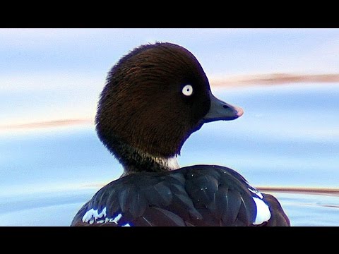 Гоголь (Bucephala clangula) - птица 2016 года. | Film Studio Aves