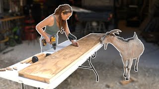 Building A Seesaw For Goats  3/27/24