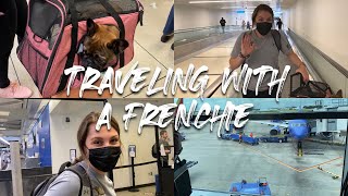 Traveling Across The Country with a French Bulldog | TRAVEL VLOG by The French Bullvlog 6,969 views 3 years ago 4 minutes, 39 seconds