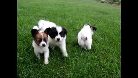Papillon puppies for sale in nc