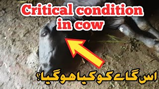 Hypoglycamia in cow | Hypocalcemia in cattles | Hypomegnesium in cattles | Dr.Mubarak Ali Fakhr