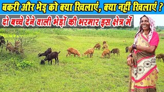 बकरी और भेड़ को क्या खिलाएं।। Bakri or Bhed ko kya khilayen ।। Bakri Ka chara।। Goat Farming 2021