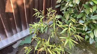 Can Nerium Oleander survive freezing temperatures?? (16F/-9C)