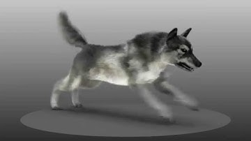 Wolf walking and running animation