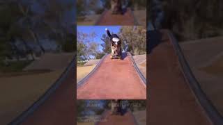 Jumpy the Dog Skateboarding slowmotion