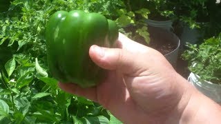 Brother Steves Crazy Jungle Rain Gutter Garden From Nashville! On His Floating Deck!
See My Most Popular Videos By Category On Pinterest! http://www.pinterest.com/larryhall50/boards/ Brother Steves Crazy Jungle Rain Gutter Garden From Nashville! On His Floating Deck!
