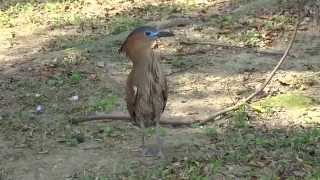 台北市青年公園~黑冠麻鷺~早起鳥兒有蟲吃