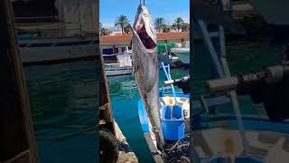 descarga d atún rojo del Mediterráneo 🐟🎏🎣💪 palangre larga distancia 😂 fishing tuna mediterránean sea