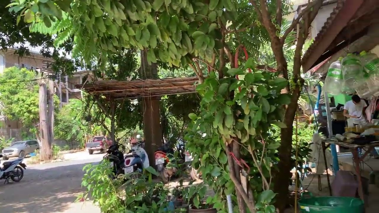 Sawasdee house -lamai Beach Road Koh Samui Thailand 11-1-2026￼￼￼