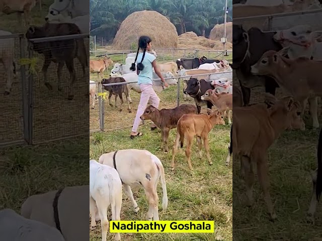 My cows #india #viral #cow #krishna #reels #cute #yt #animals #tiktok #post