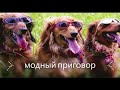 мемы про собак №2