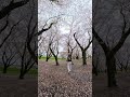 #flowers #桜 #儚い #CherryBlossoms #Hakanai #reflection #Sakura