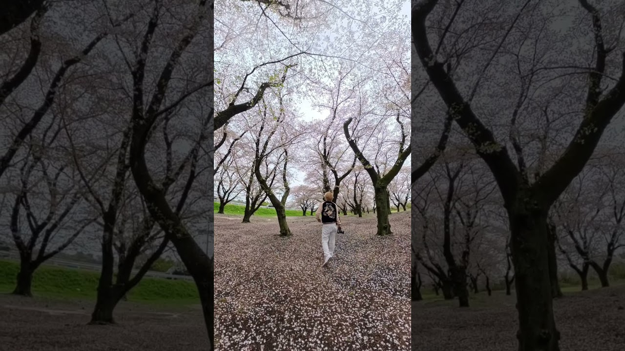 #flowers #桜 #儚い #CherryBlossoms #Hakanai #reflection #Sakura