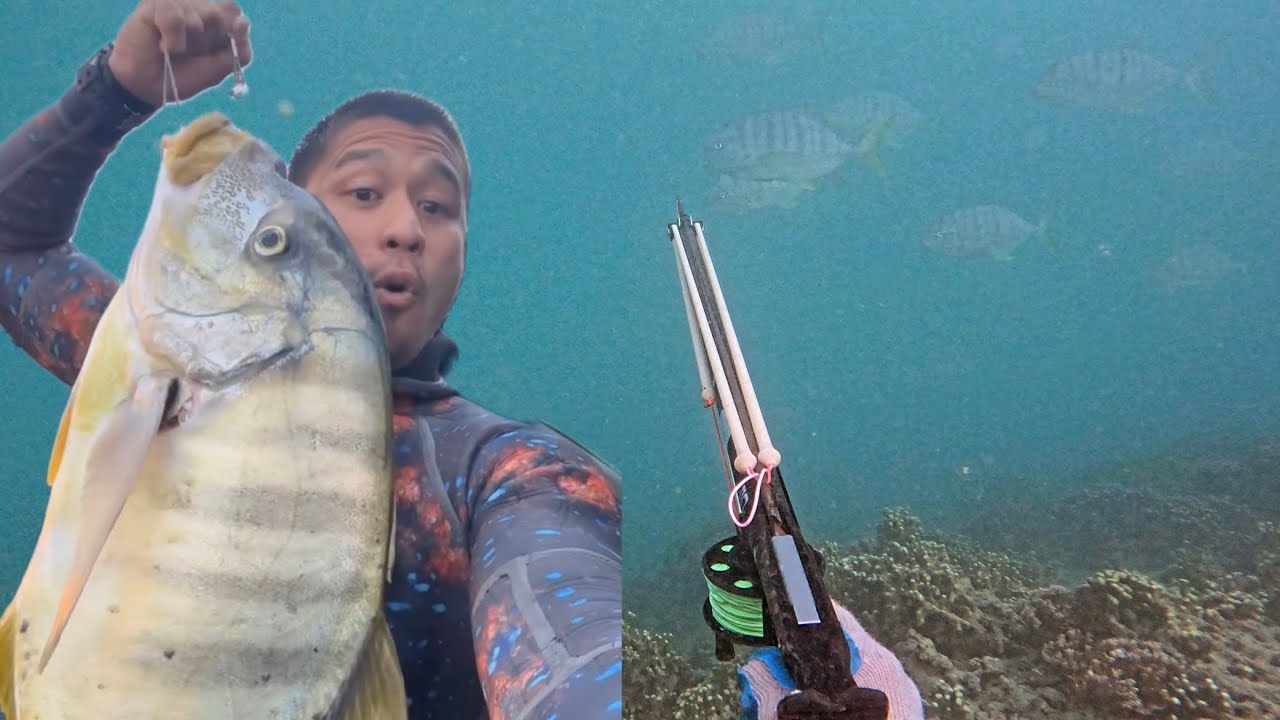 Spearfishing Hawaii 2024 "Murky Water Provides!"