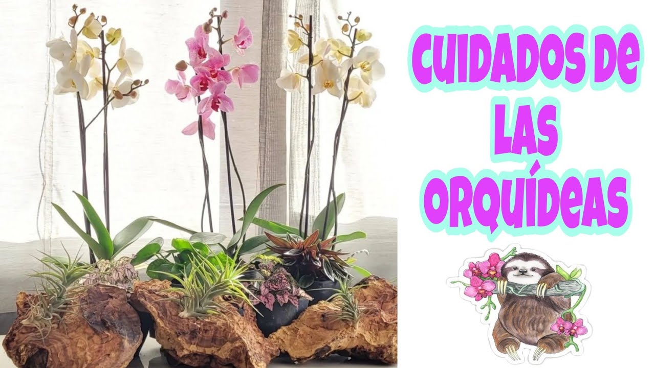 CÓMO cuidar ORQUÍDEAS #orquideas