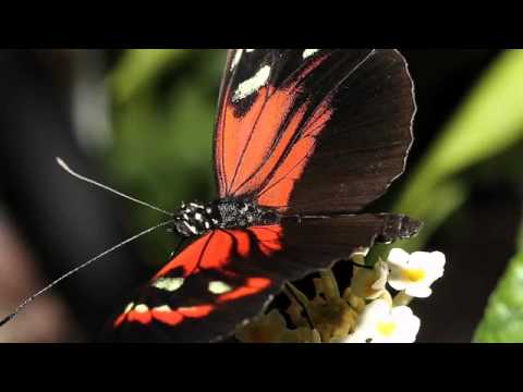 Video: De Klassieke Wijk In De Botanische Tuinen