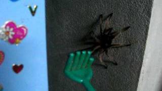 Thailand Black Tarantula 008.avi