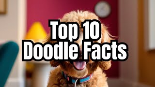 GoldenDoodle  Top 10 Facts