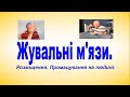 Жувальні м&#39;язи Анатомія