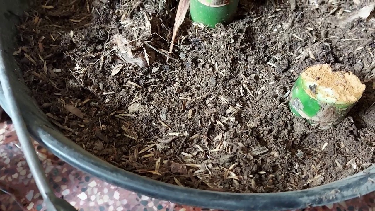 Cómo enraizar Difenbaquia