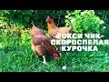 Фокси Чик - скороспелая курочка.