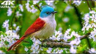 🔴 LIVE 24/7 | Nature Relaxing Piano Music with Bird Sounds, No Ads,Nature Sounds for Anxiety Relief screenshot 1