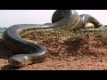 10 АНОМАЛЬНО БОЛЬШИХ ЖИВОТНЫХ