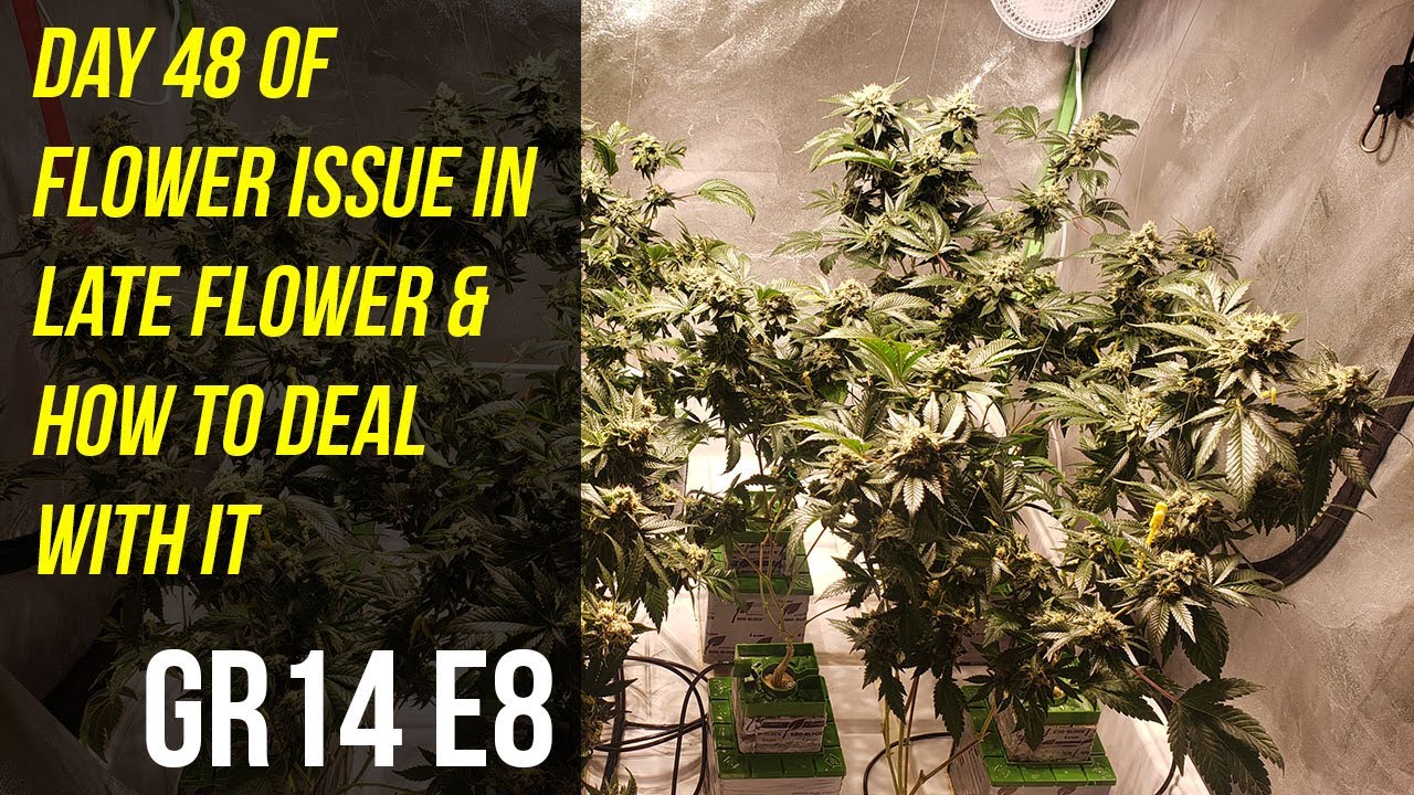 Day 48 of Flower Issue In Late Flower & How To Deal With It - GR14 E8