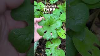 Different Bloodroot leaves! #nature #nativeplants #conservation #plantnative