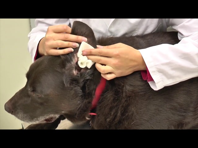 Comment bien nettoyer les oreilles d'un chien 