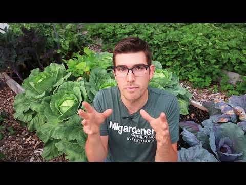 Video: Å Plante Petunia I En 