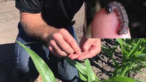 Fall armyworm (Spodoptera frugiperda) in corn