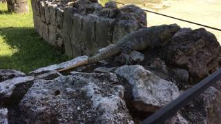 Iguana at Chichen Itza
