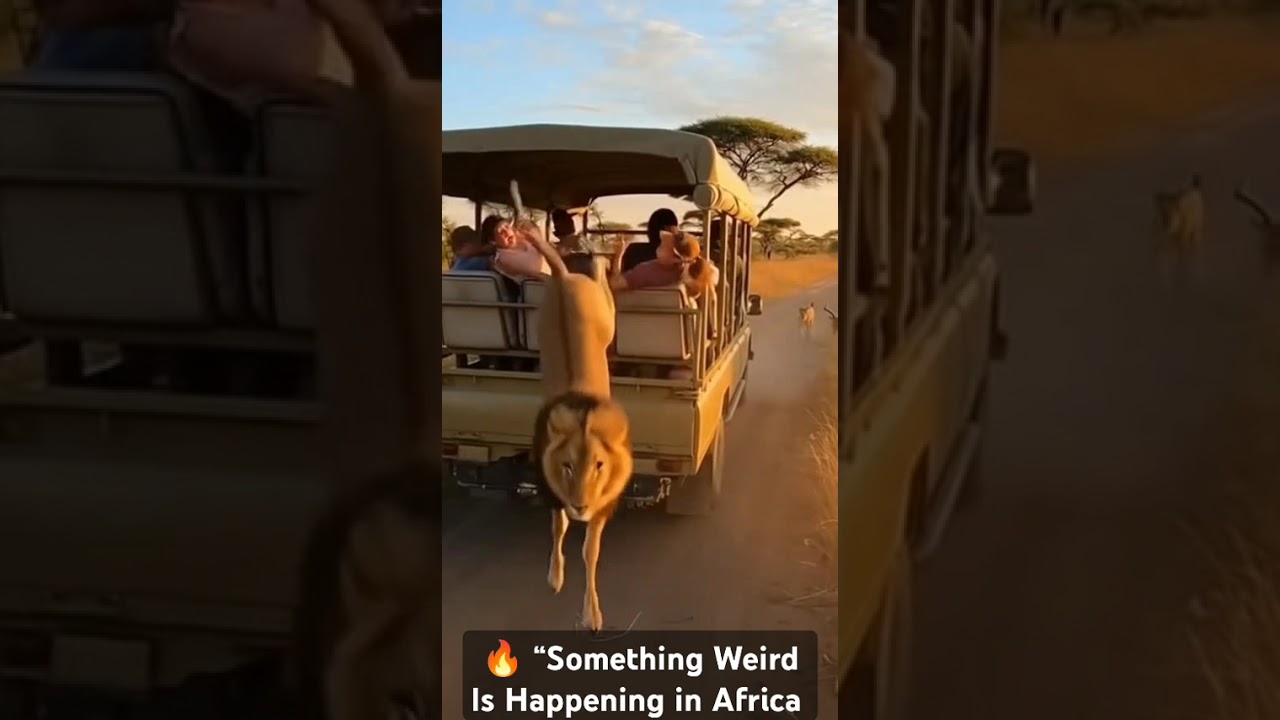 🔥 “Something Weird Is Happening in Africa — Watch the Lion Closely!”