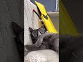 Scuba