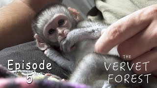 Recently Orphaned Baby Vervet Monkeys Mo & Peggy Arrive At The Sanctuary - Ep. 5