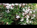 Top 12 jasmine flower varieties