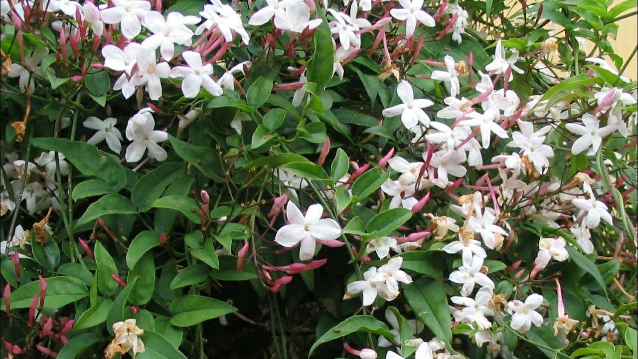 Persian Jasmine