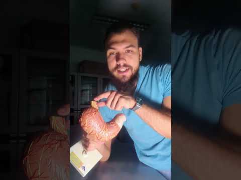 Анатомия Желудка #анатомия