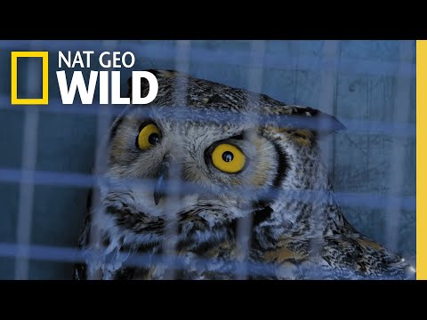 Rescuing a Trapped Owl | Arctic Vets